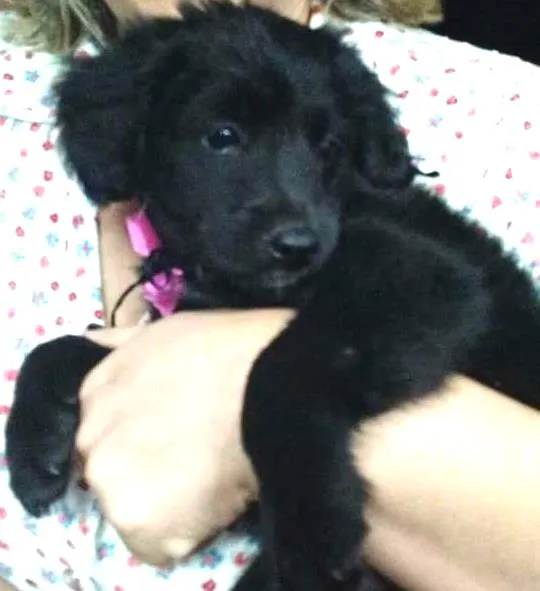 Cachorro ra a SRD idade 2 a 6 meses nome Filo