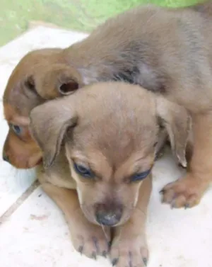 Cachorro raça SRD idade  nome Tutuca