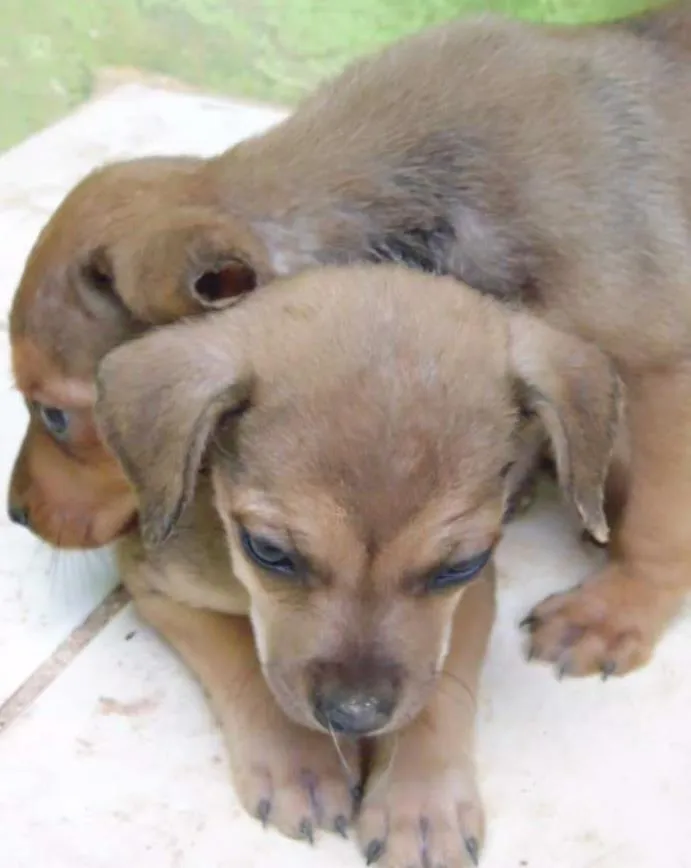 Cachorro ra a SRD idade  nome Tutuca