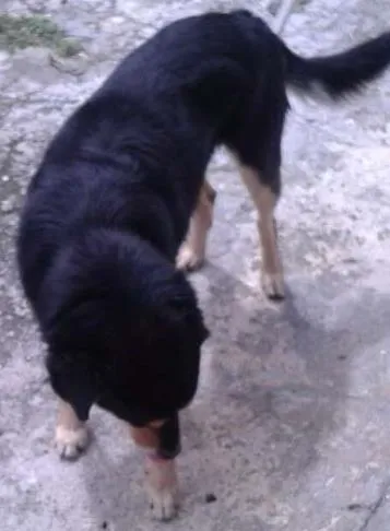 Cachorro ra a Rsd idade 3 anos nome Hupa