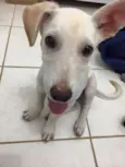 Soluço