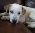 duke