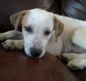 Cachorro raça duke idade 2 a 6 meses nome duke