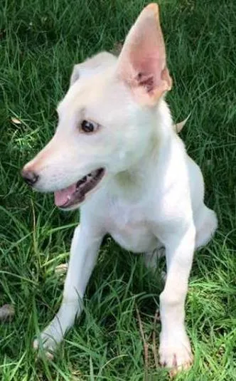 Cachorro ra a SRD idade 2 a 6 meses nome Soluço