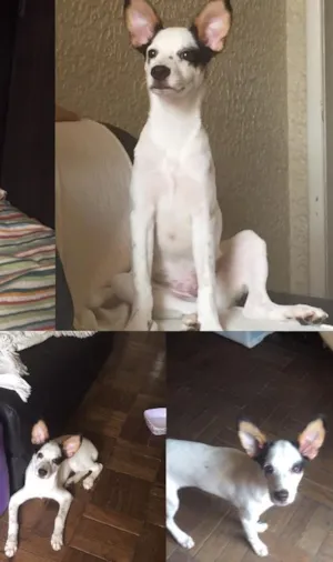 Cachorro raça Viralata idade  nome Coloquei Beni provi