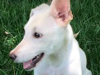 Cachorro ra a SRD idade 2 a 6 meses nome Soluço
