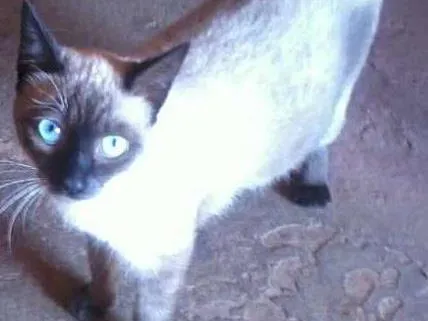 Gato ra a angorá idade 1 ano nome Mia