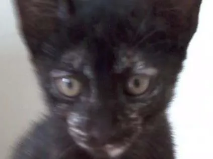 Gato raça SRD idade Abaixo de 2 meses nome Morena e Nina