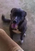 Timão