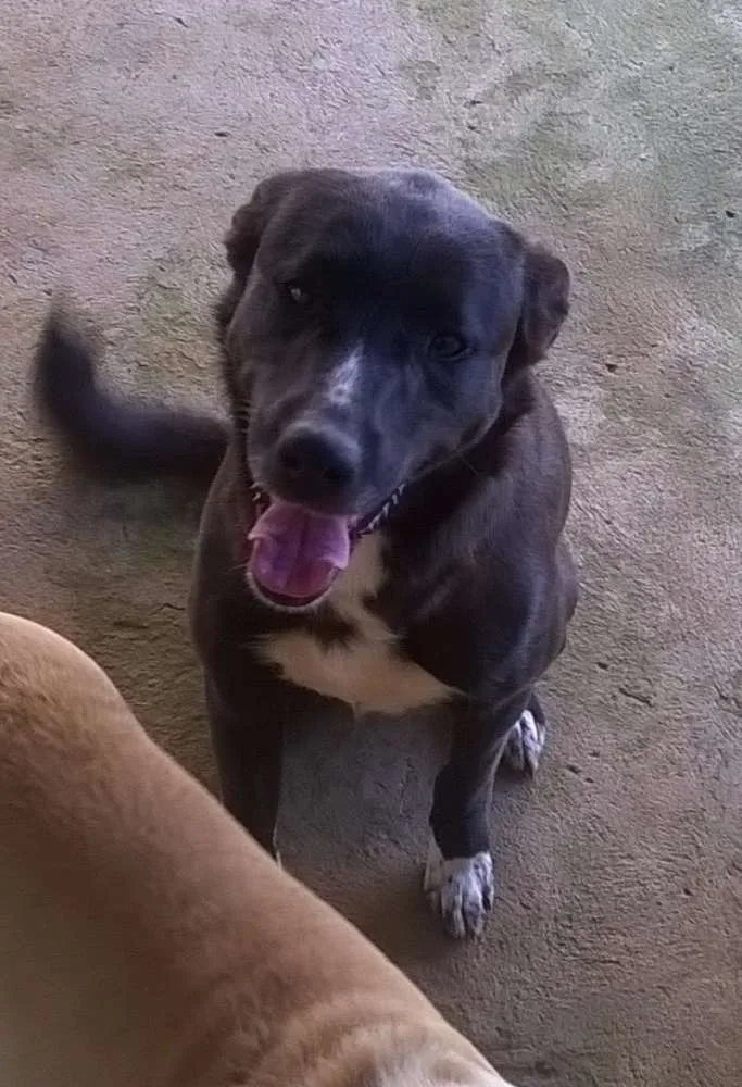 Cachorro ra a SRD idade 1 ano nome Timão