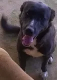 Timão