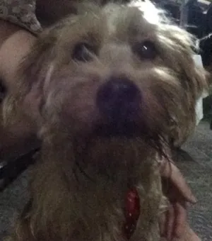 Cachorro raça  idade 2 anos nome Anônimo 