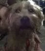 Cachorro raça  idade 2 anos nome Anônimo 