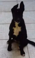 Bella