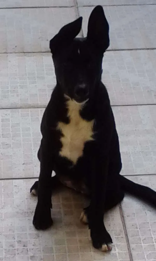 Cachorro ra a SRD idade 2 a 6 meses nome Bella