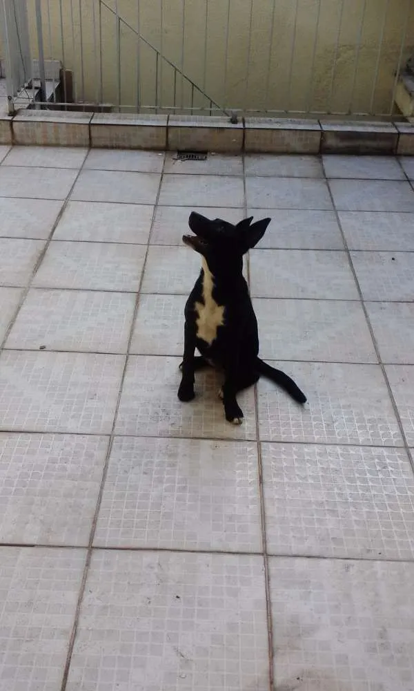 Cachorro ra a SRD idade 2 a 6 meses nome Bella
