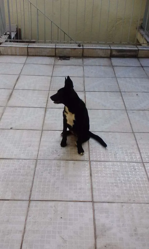 Cachorro ra a SRD idade 2 a 6 meses nome Bella