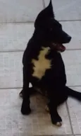 Bella