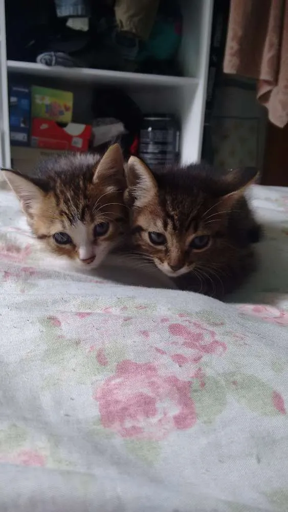 Gato ra a Vira lata  idade Abaixo de 2 meses nome Não tem nome 