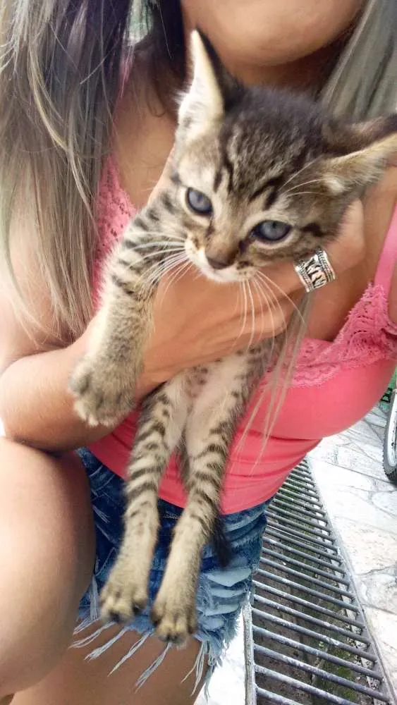 Gato ra a Vira lata  idade Abaixo de 2 meses nome Não tem nome 