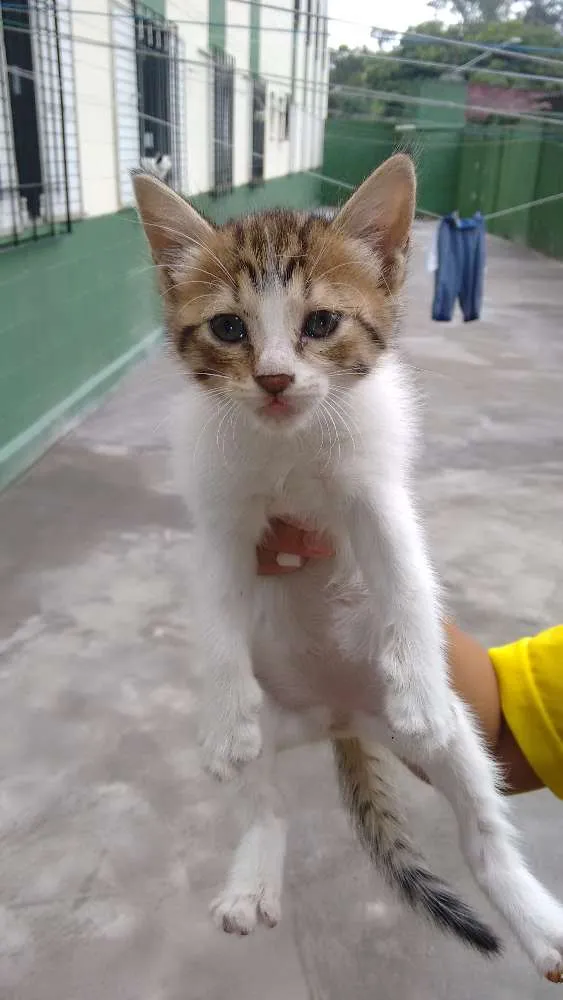 Gato ra a Vira lata  idade Abaixo de 2 meses nome Não tem nome 
