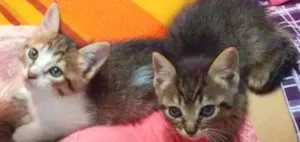 Gato raça Vira lata  idade Abaixo de 2 meses nome Não tem nome 