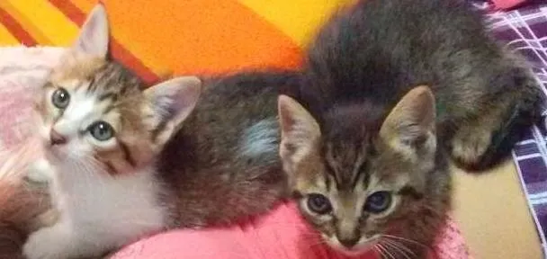 Gato ra a Vira lata  idade Abaixo de 2 meses nome Não tem nome 