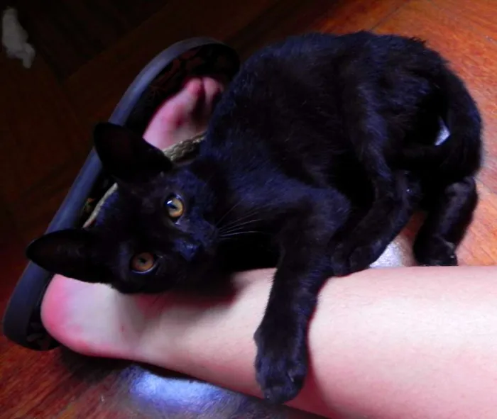 Gato ra a SRD idade 2 a 6 meses nome Sally