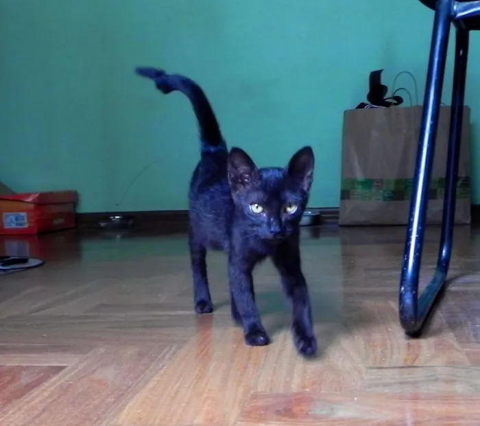 Gato ra a SRD idade 2 a 6 meses nome Sally
