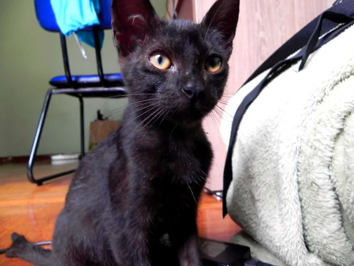 Gato ra a SRD idade 2 a 6 meses nome Sally
