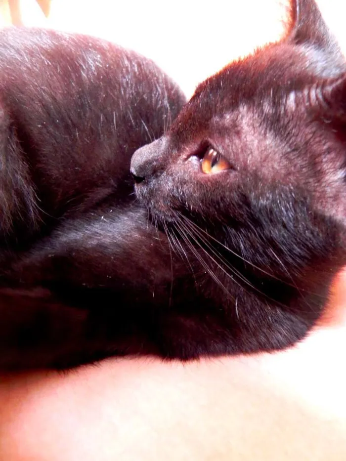 Gato ra a SRD idade 2 a 6 meses nome Sally