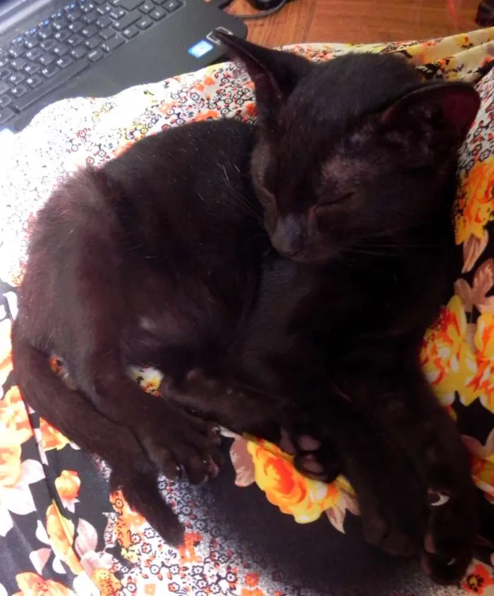 Gato ra a SRD idade 2 a 6 meses nome Sally