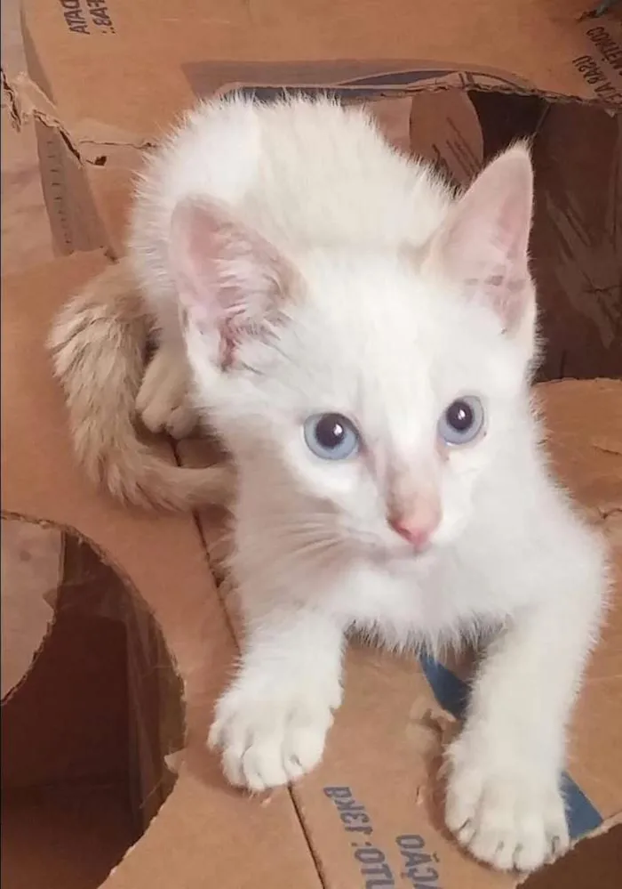 Gato ra a Sem raça definida idade Abaixo de 2 meses nome Sem nome