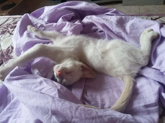 Gato ra a Sem raça definida idade Abaixo de 2 meses nome Sem nome