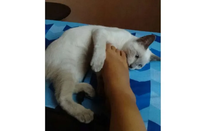 Gato ra a SRD idade 2 a 6 meses nome Ronda