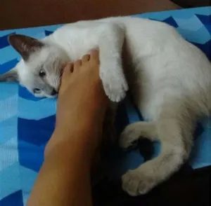 Gato raça SRD idade 2 a 6 meses nome Ronda
