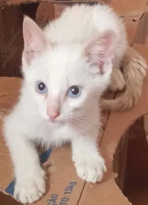 Gato raça Sem raça definida idade Abaixo de 2 meses nome Sem nome
