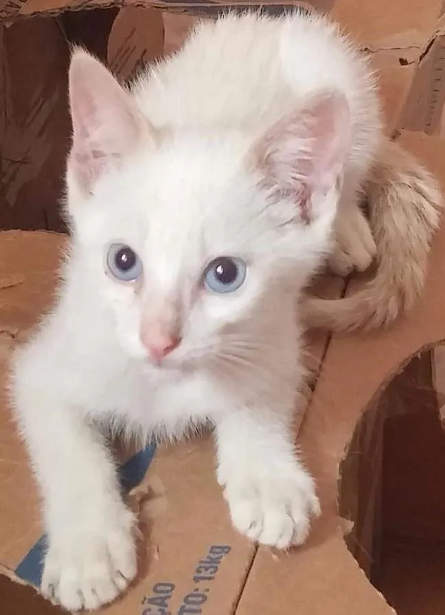 Gato ra a Sem raça definida idade Abaixo de 2 meses nome Sem nome