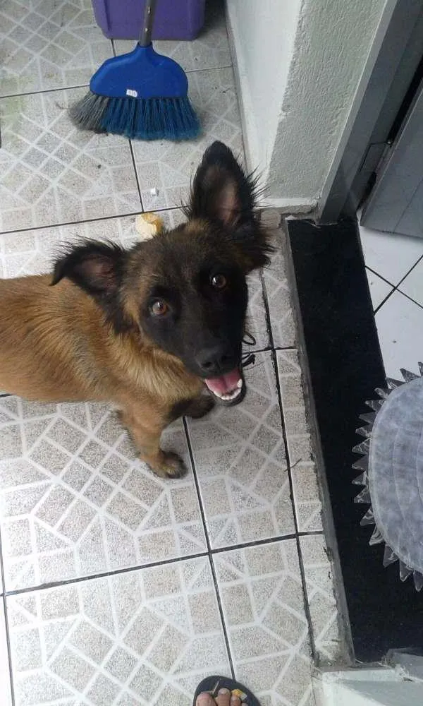 Cachorro ra a vira lata idade 2 anos nome Pit