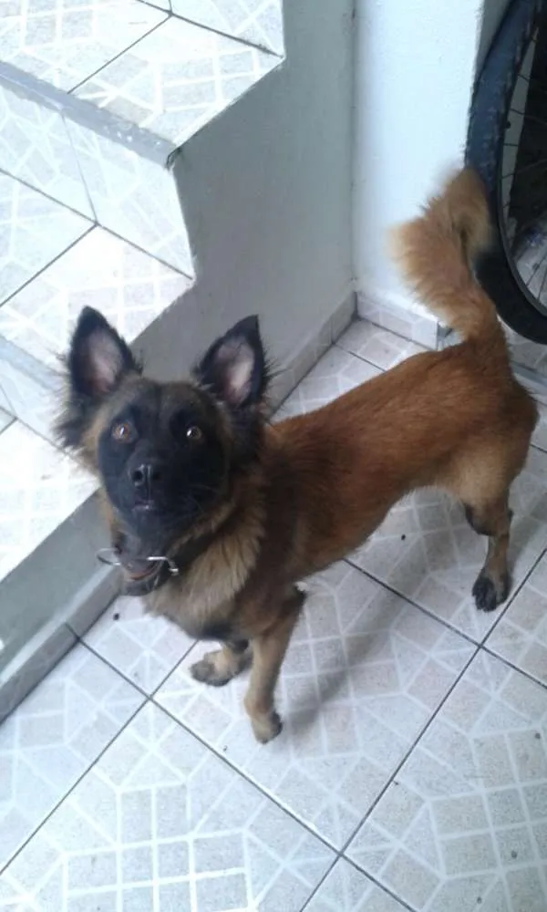 Cachorro ra a vira lata idade 2 anos nome Pit