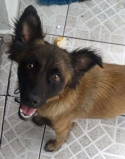 Cachorro ra a vira lata idade 2 anos nome Pit
