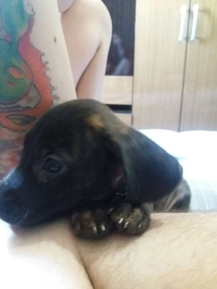 Cachorro ra a mae labrador e o pai desconhecido idade Abaixo de 2 meses nome sem nome