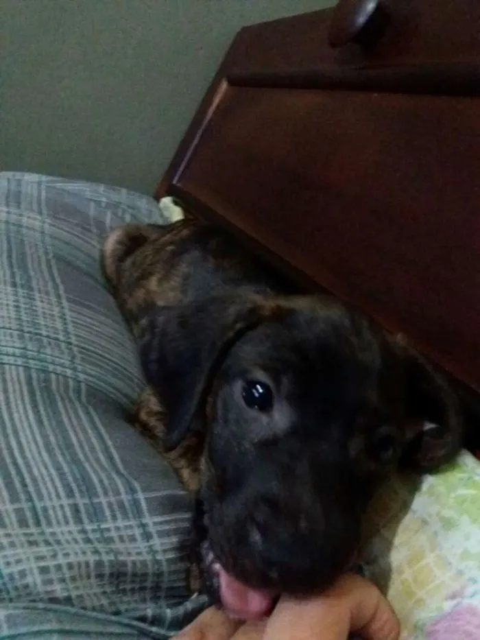 Cachorro ra a mae labrador e o pai desconhecido idade Abaixo de 2 meses nome sem nome
