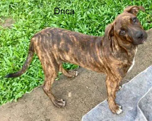 Cachorro ra a SRD idade 2 a 6 meses nome Drica
