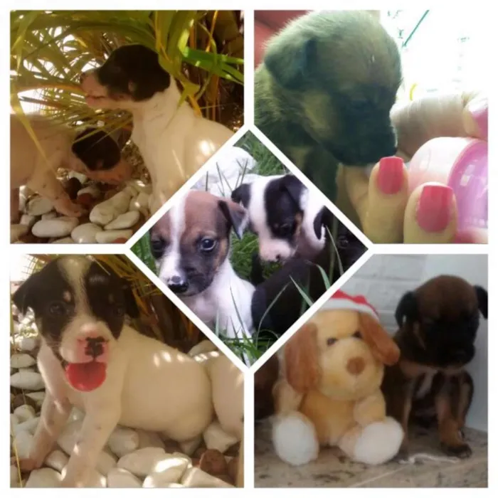 Cachorro ra a Srd idade Abaixo de 2 meses nome Filhotes lindos e f