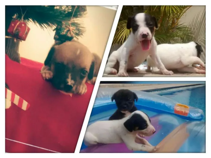 Cachorro ra a Srd idade Abaixo de 2 meses nome Filhotes lindos e f