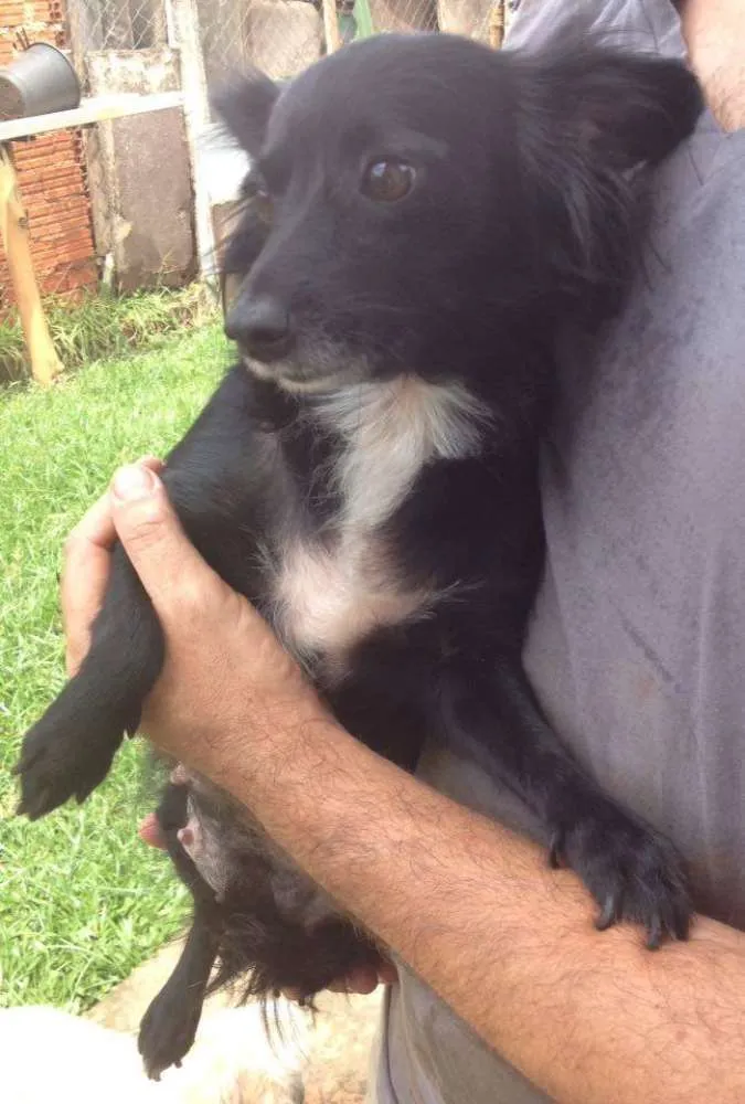 Cachorro ra a SRD idade 2 anos nome Pretinha
