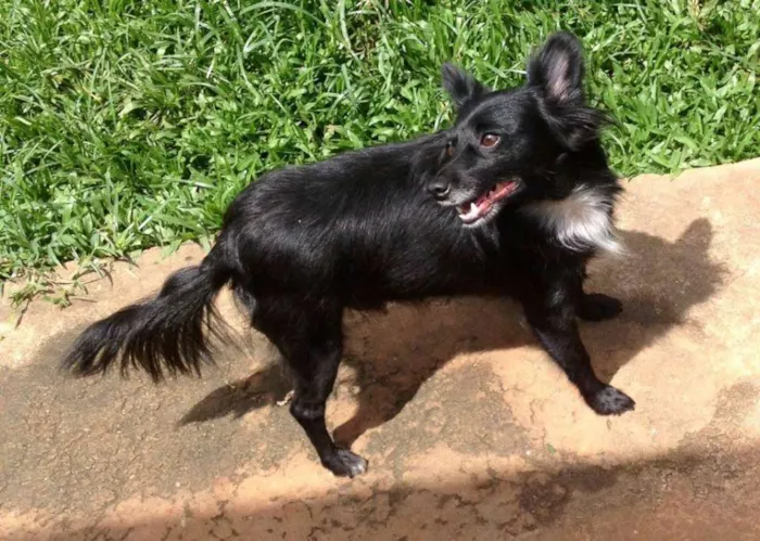 Cachorro ra a SRD idade 2 anos nome Pretinha