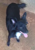Pretinha