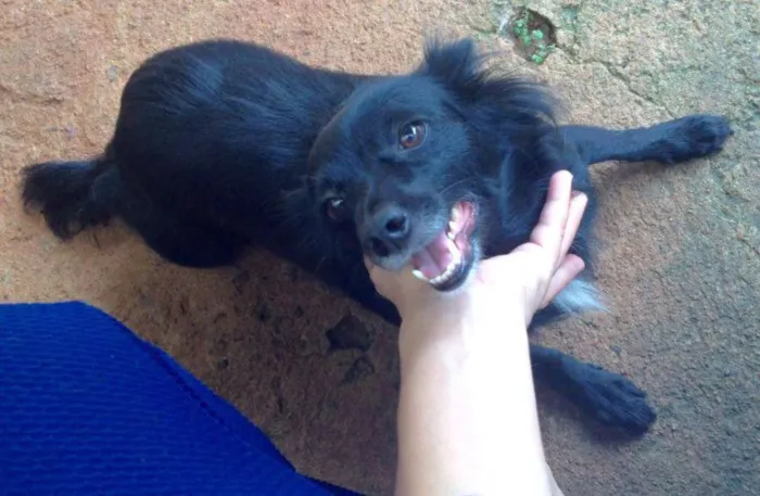 Cachorro ra a SRD idade 2 anos nome Pretinha